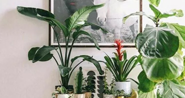 自有百畝綠植基地