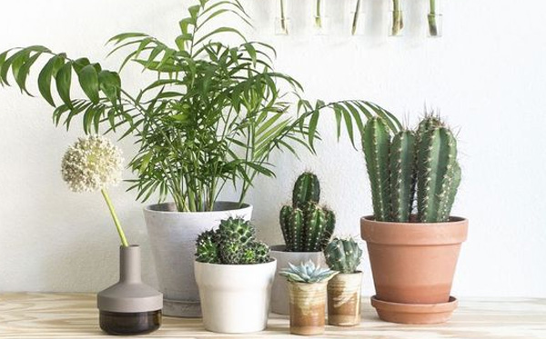 綠植的事很重要