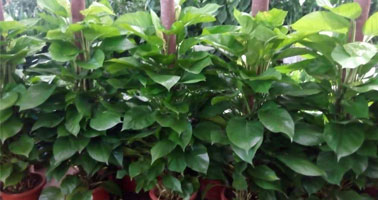 國際質量體系認證