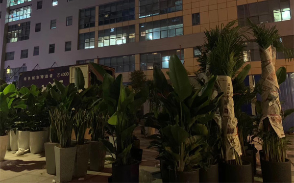 醫(yī)院綠植租賃