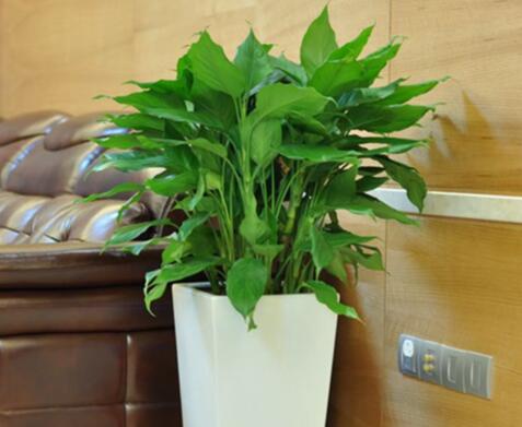 QQ截圖20220906195036