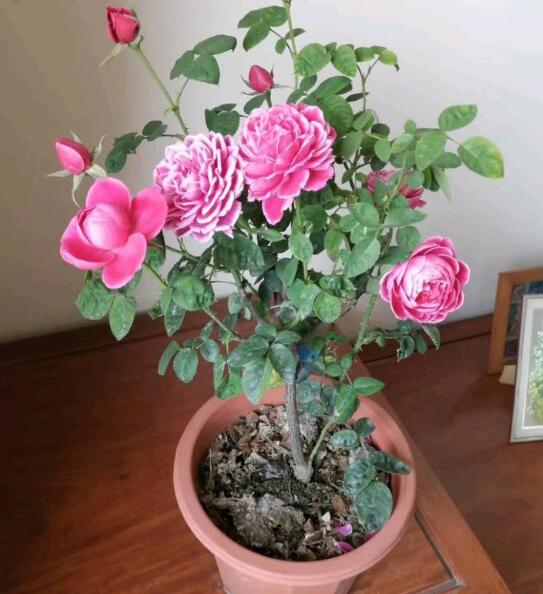 QQ截圖20220920112423