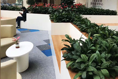 上海新虹橋國際醫學中心花卉出租