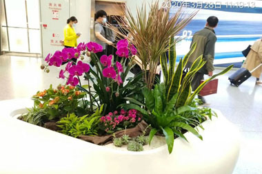 萬達信息商務花藝